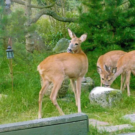 Apartment 2 Person Holiday Home In Vejers Strand-By Traum